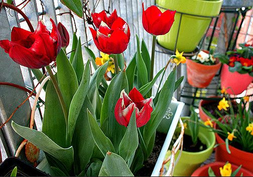 Pěstování tulipánů na balkoně