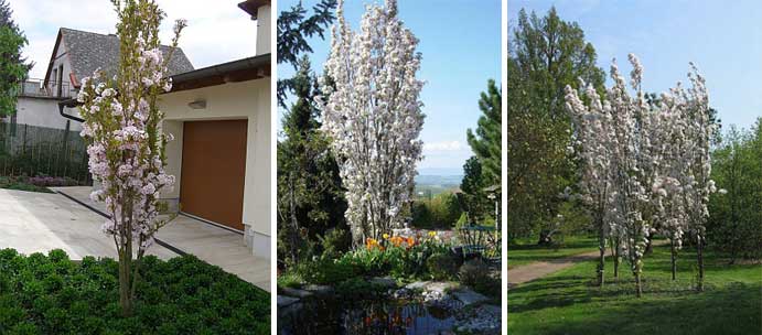 Prunus serrulata Amanogava