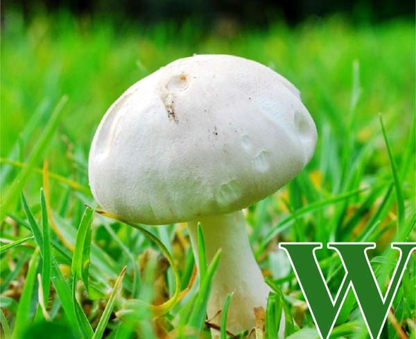 Bedla zardělá – Lepiota leucothites