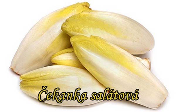 Čekanka salátová