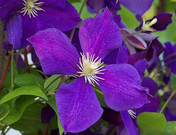 Velkokvěté plaménky – Clematis