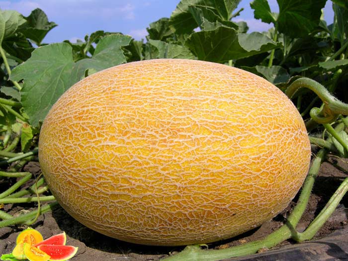 Cukrové melouny, pěstování v Čechách