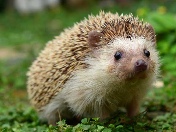 Ježek na zahradě – dobrý soused