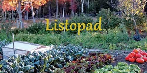 Listopad na zahradě