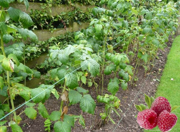 Pěstování maliníku