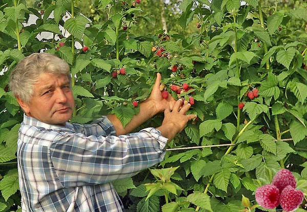 Maliník na zahrádkách