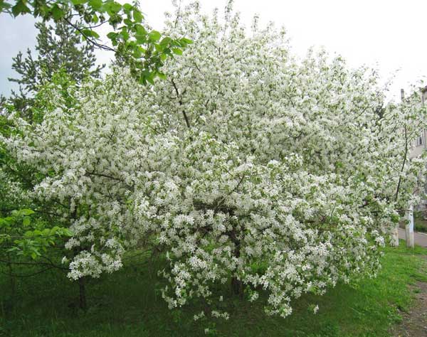 Malus baccata