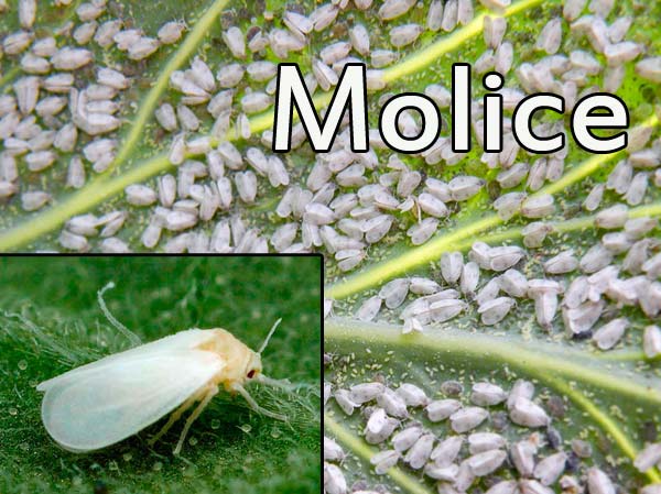 Molice a ochrana proti nim