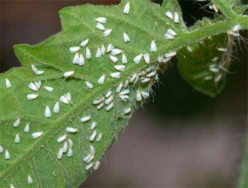 Molice skleníková na listu gerbery