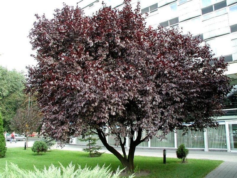 Prunus cerasifera Nigra