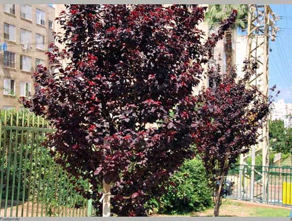 Prunus cerasifera Nigra