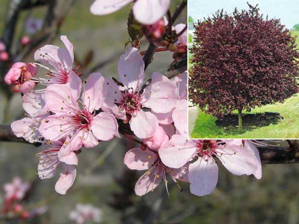 Prunus cerasifera Nigra