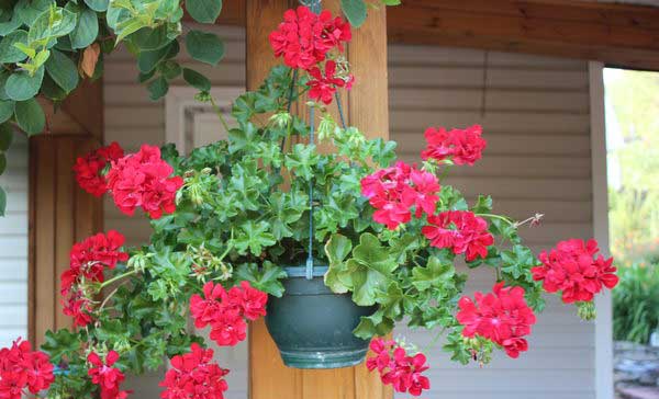 Převislé pelargónie pěstování