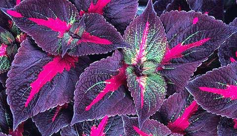 Perila křovitá nat