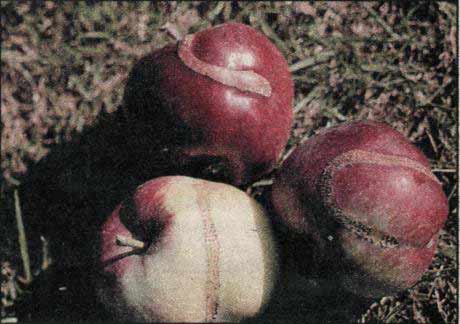 Pilatka jablečná (Hoplocampa testudinea)