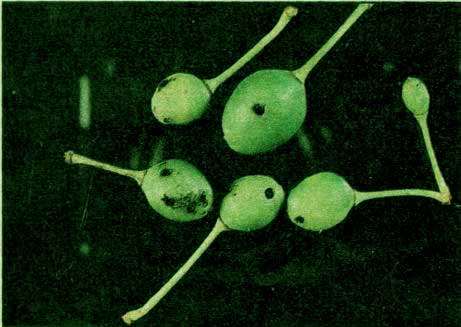 Pilatka švestková (Hoplocampa minuta)