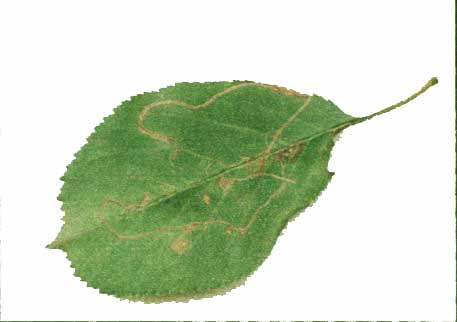 Podkopníček ovocný (Lyonetia clerkella)