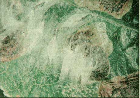 Podkopníček spirálový (Leucoptera malifoliella)