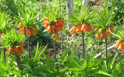 Řebčík královský – Fritillaria imperialis