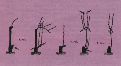Omlazující řez RÉVY