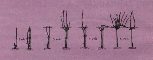 Řez keřů RÉVY VINNÉ