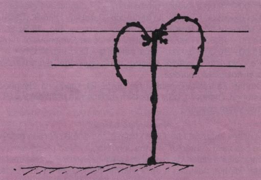 Rýnsko Hessenské (RH) vedení