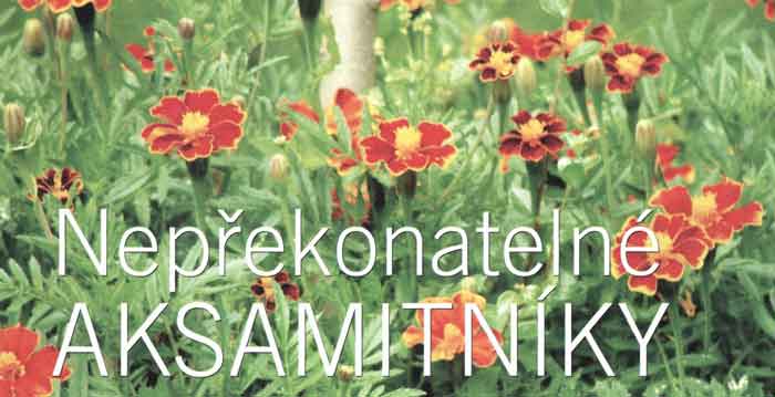 Aksamitník (Tagetes) – afrikány
