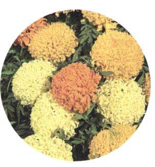 Aksamítník vzpřímený Pollux