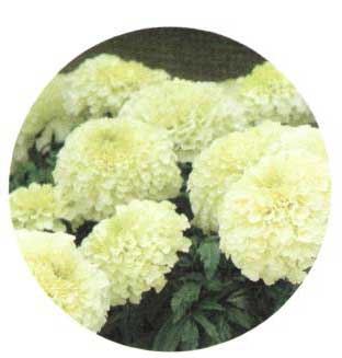 Aksamítník Kilimanjaro White