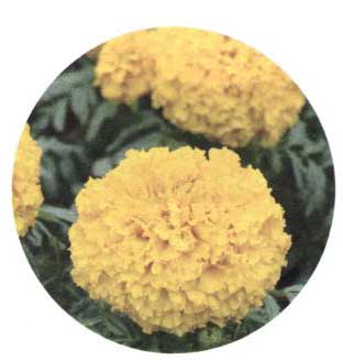 Cupidon Aksamítník