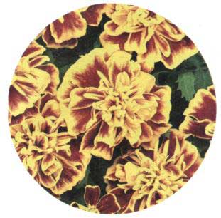 Aksamitník rozložitý Bonanza F1