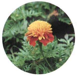 Aksamitník rozložitý Tíger Eyes