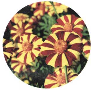 Mr. Majestic Aksamitník