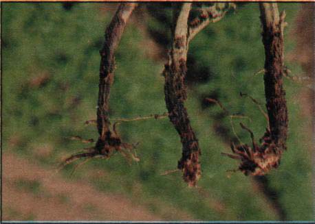 Černání stonku brambor