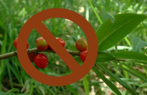 Jedlé a jedovaté bobule