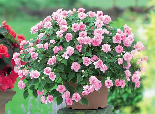 Netýkavky a balzamíny a rozdíly mezi nimi