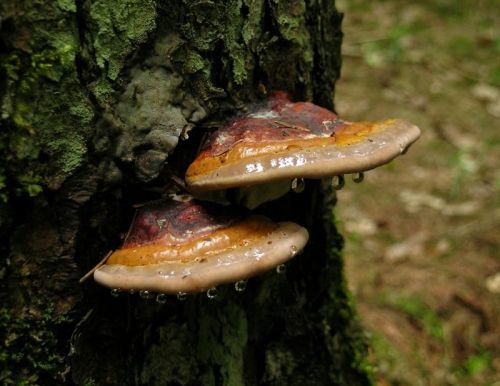 Troudnatec pásovaný