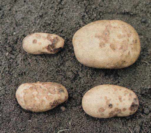 Strupovitost brambor