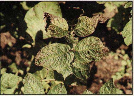 Čárkovitost listů brambor