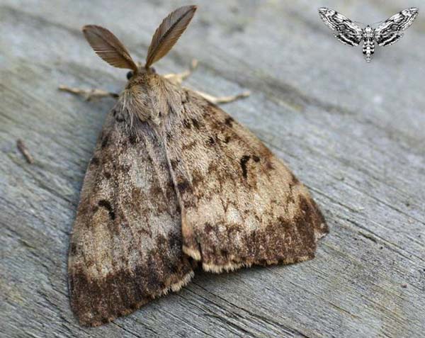 Mnohá „nočňátka“ milují slunce