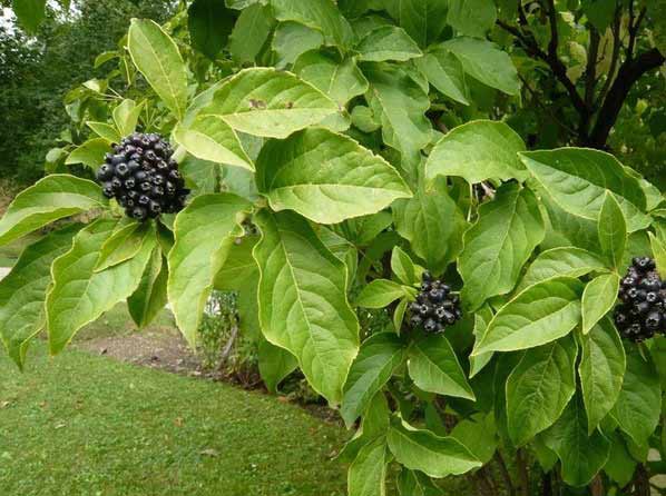 Eleutherococcus senticosus – čertův keř