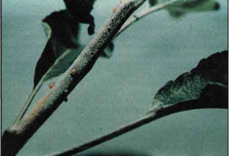 BAKTERIÁLNÍ SPÁLA