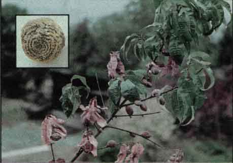 MONILIOVÝ ÚŽEH, HNILOBA