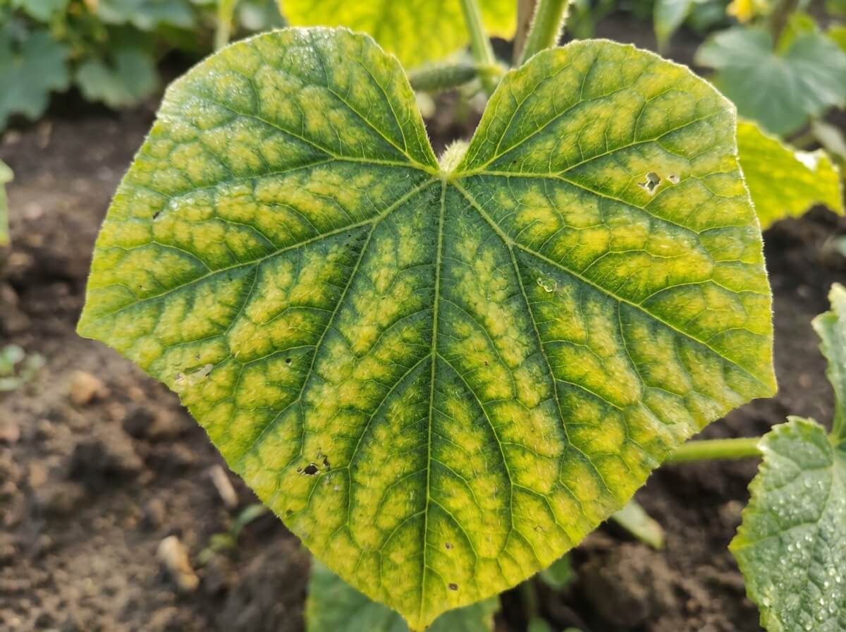Detailní pohled na chlorózu listu okurky