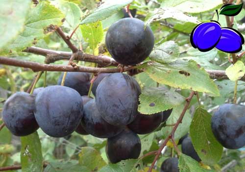 Zachraňme domácí švestka