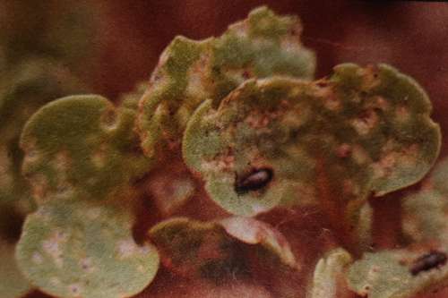 Dřepčíci (rod Phy/otretta)