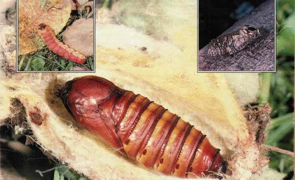 Drvopleň obecný – škůdce stromů