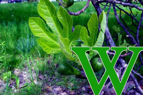 Fíkovník doma a na zahrádce