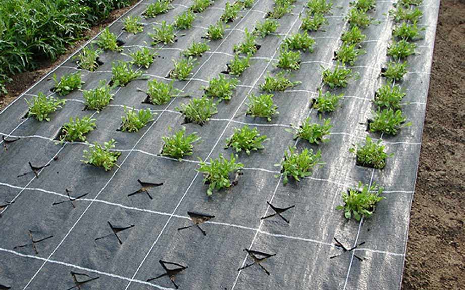 Netkané textilie pro podzimní sklizně