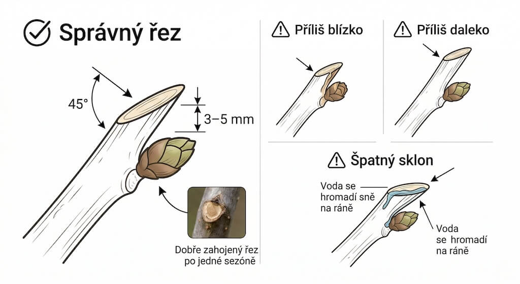 Infografika: Správná technika řezu nad pupenem